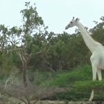 girafes blanches