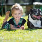 pitbull sauvetage enfant