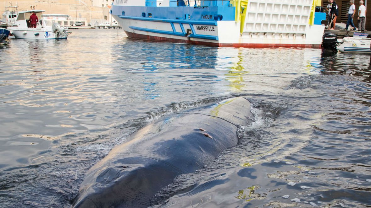 baleine marseille Hawaivel
