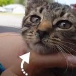 chaton mal ne point