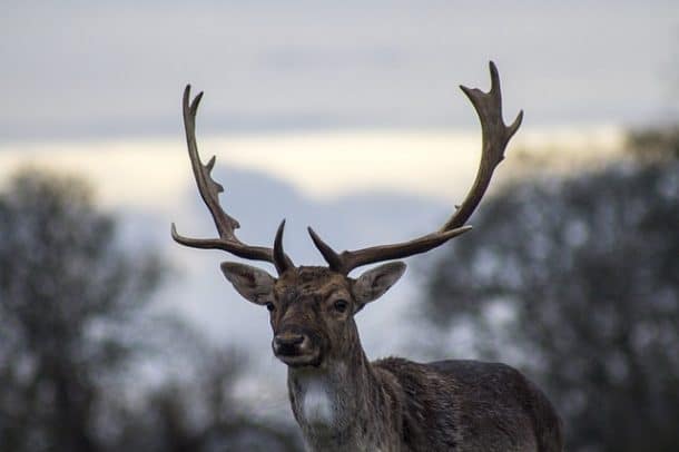 chasse à courre alain drach