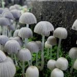 champignons hallucinogènes