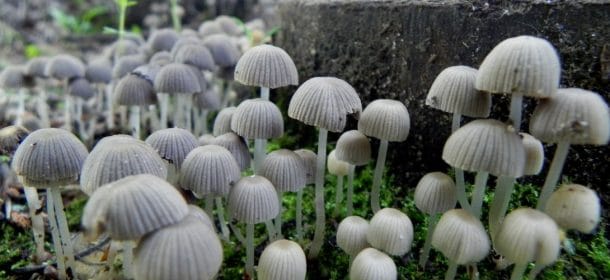 champignons hallucinogènes