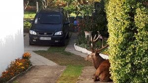 chasse