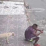 chien mal éduqué