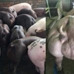 cochons