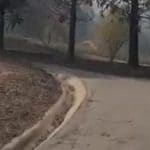 chien incendie
