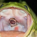 grenouille serpent