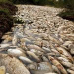 Une rivière polluée au paraguay tue des poissons