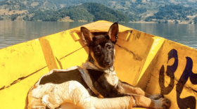 Delhi le chiot