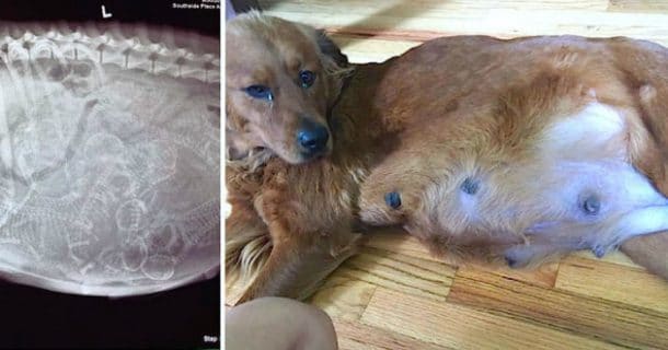 chienne gestante Ava