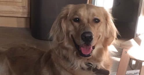 crosby gentil chien