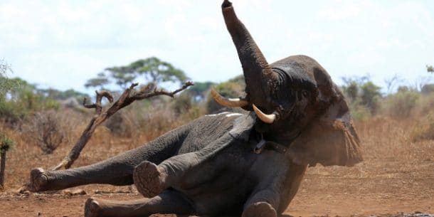 éléphants d'Afrique