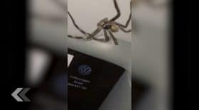 araignée énorme