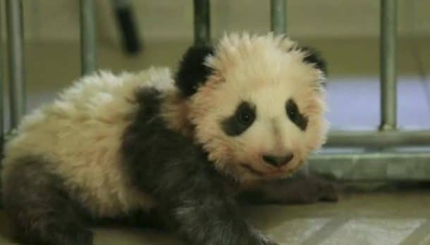 premiers pas bebe panda