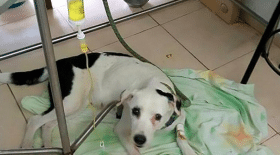 La chienne au coeur brisé