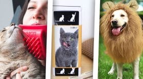 top cadeaux chien chat