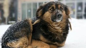 laisser son chien dehors