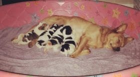 chiots