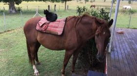 amitie chat et cheval