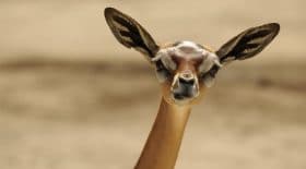 gerenuk