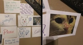 adopter un chat en refuge