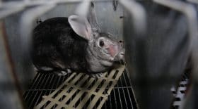 lapin fourrure orylag