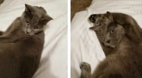 chat