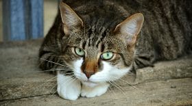 chat euthanasie