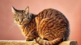 chat mamie