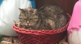 chat nativité