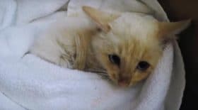 chaton gele