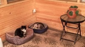 chats opossum