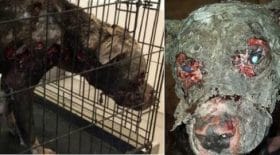 chien decomposition
