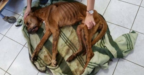 chien de 12 ans abandonné