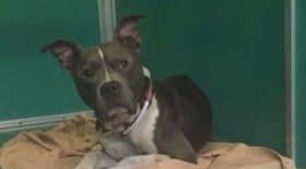 vol de pitbull