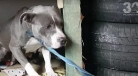 chiens terrifies