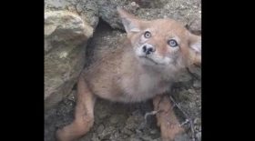 coyote video
