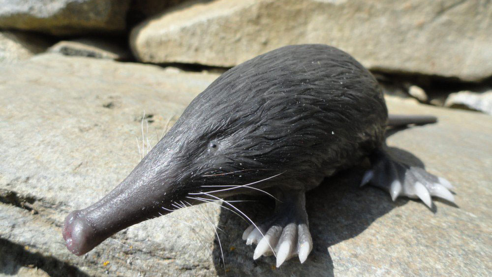 Le desman, un petit animal français méconnu, pourrait disparaitre à ...