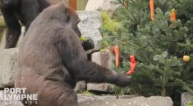 grands singes