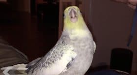 oiseau iphone