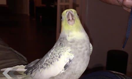 oiseau iphone