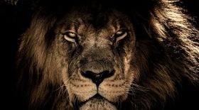 lions fillette ethiopie