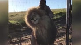 lion