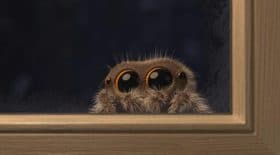 lucas araignee mignonne