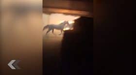chevaux