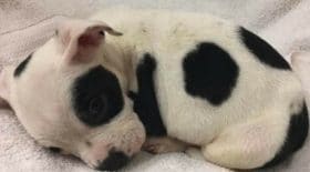 peteu chiot abandon