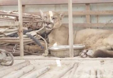 puma