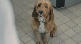 chien errant spot noel