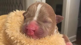 pitbull sante